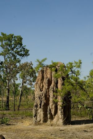 Termite Mound Kakadu 